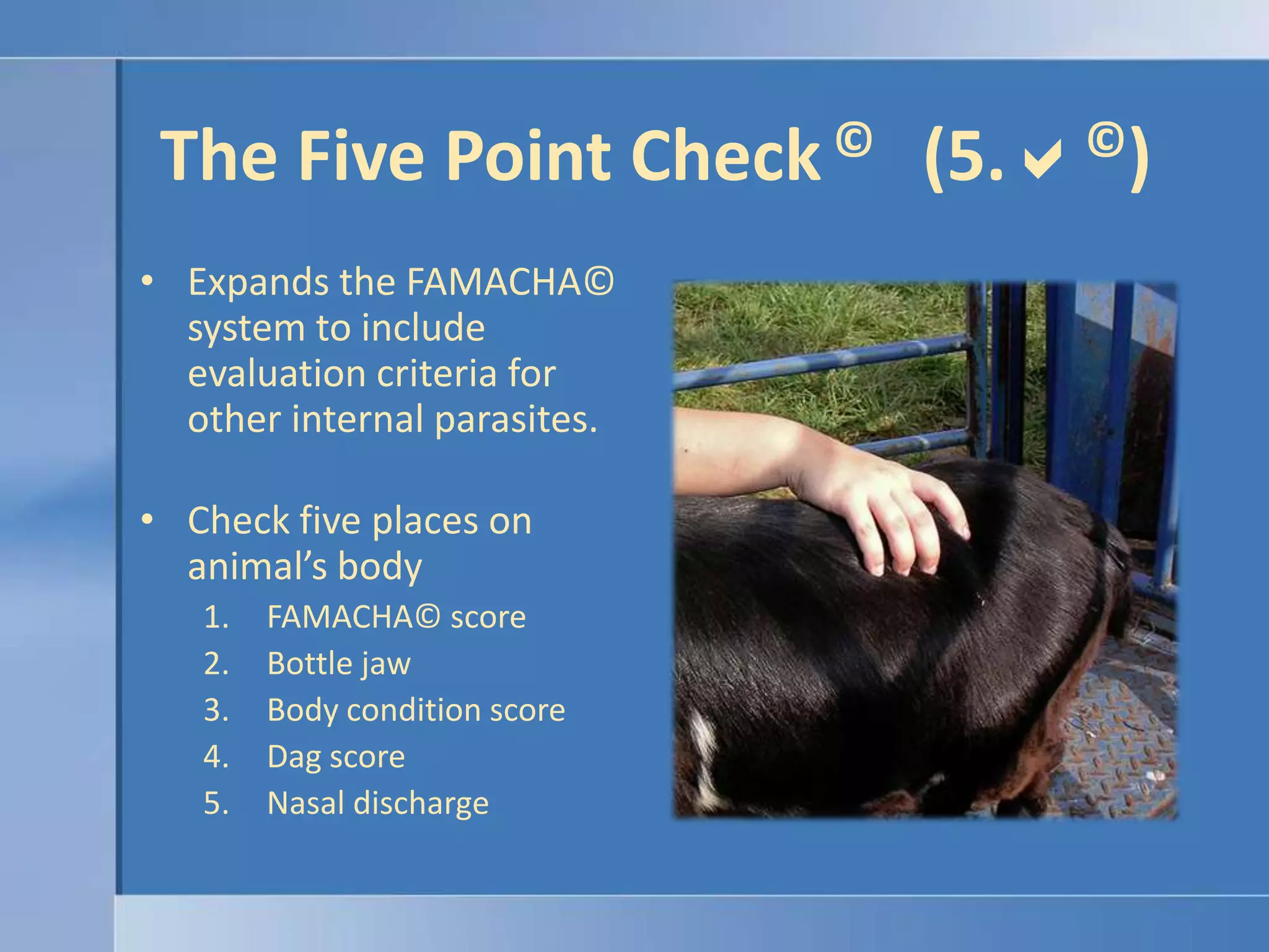 The Five Point Check ©    (5.©)Expands the FAMACHA© system to include evaluation criteria for other internal parasites.Check five places on animal’s bodyFAMACHA© scoreBottle jawBody condition scoreDag scoreNasal discharge