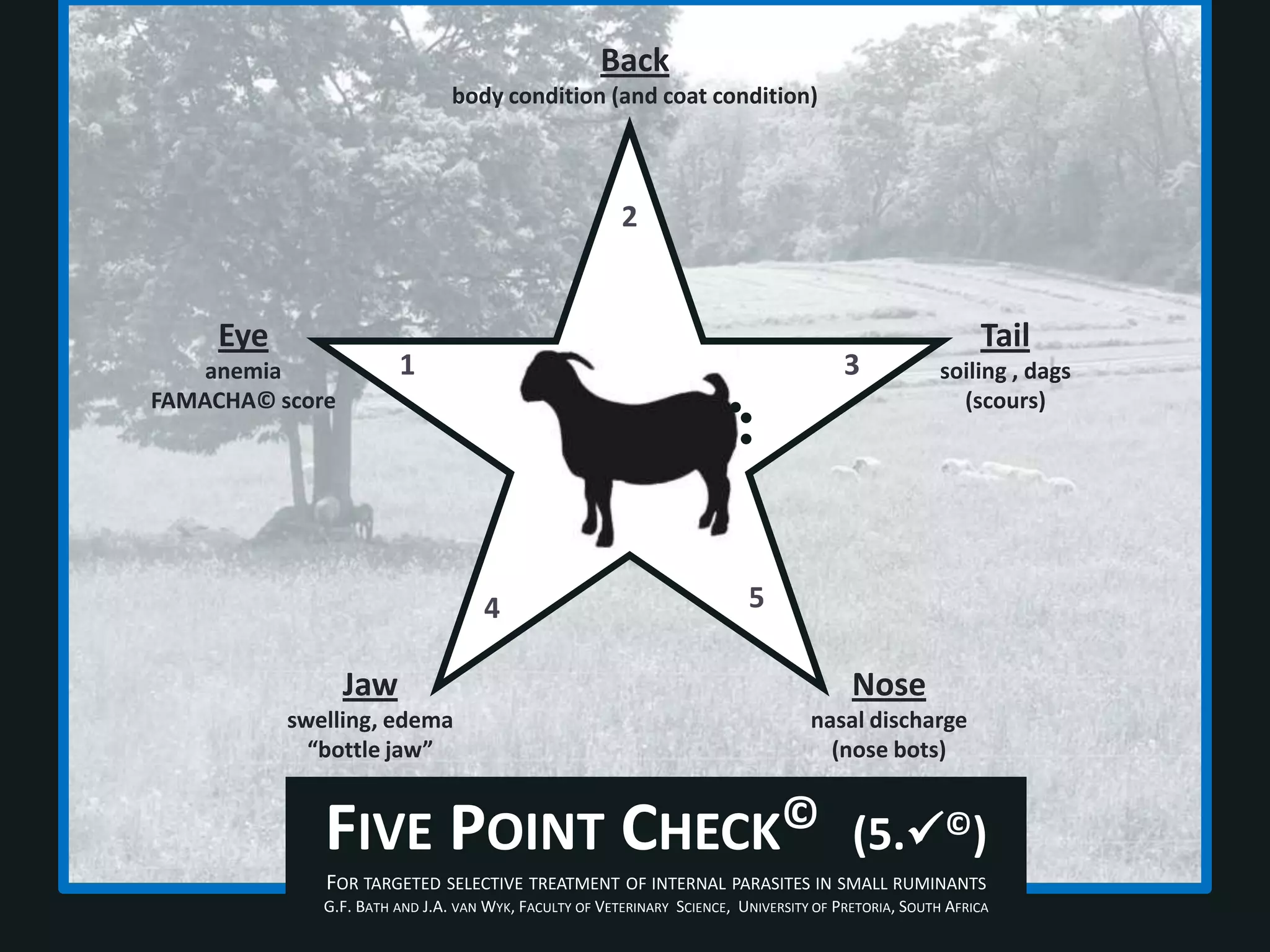 Backbody condition (and coat condition)2Tailsoiling , dags(scours)EyeanemiaFAMACHA© score1354Nosenasal discharge(nose bots)Jawswelling, edema “bottle jaw”Five Point Check©   (5.©)For targeted selective treatment of internal parasites in small ruminantsG.F. Bath and J.A. van Wyk, Faculty of Veterinary  Science,  University of Pretoria, South Africa