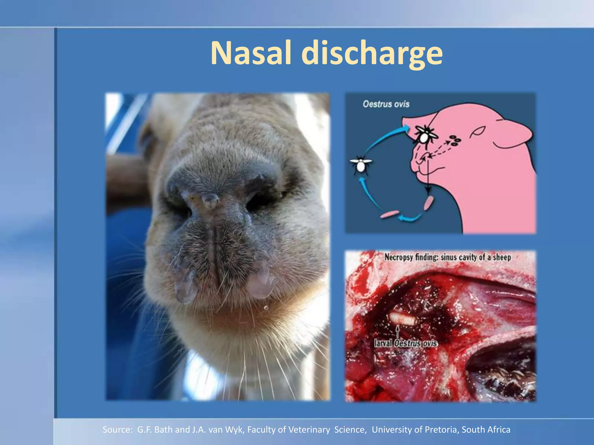 Nasal dischargeSource:  G.F. Bath and J.A. van Wyk, Faculty of Veterinary  Science,  University of Pretoria, South Africa