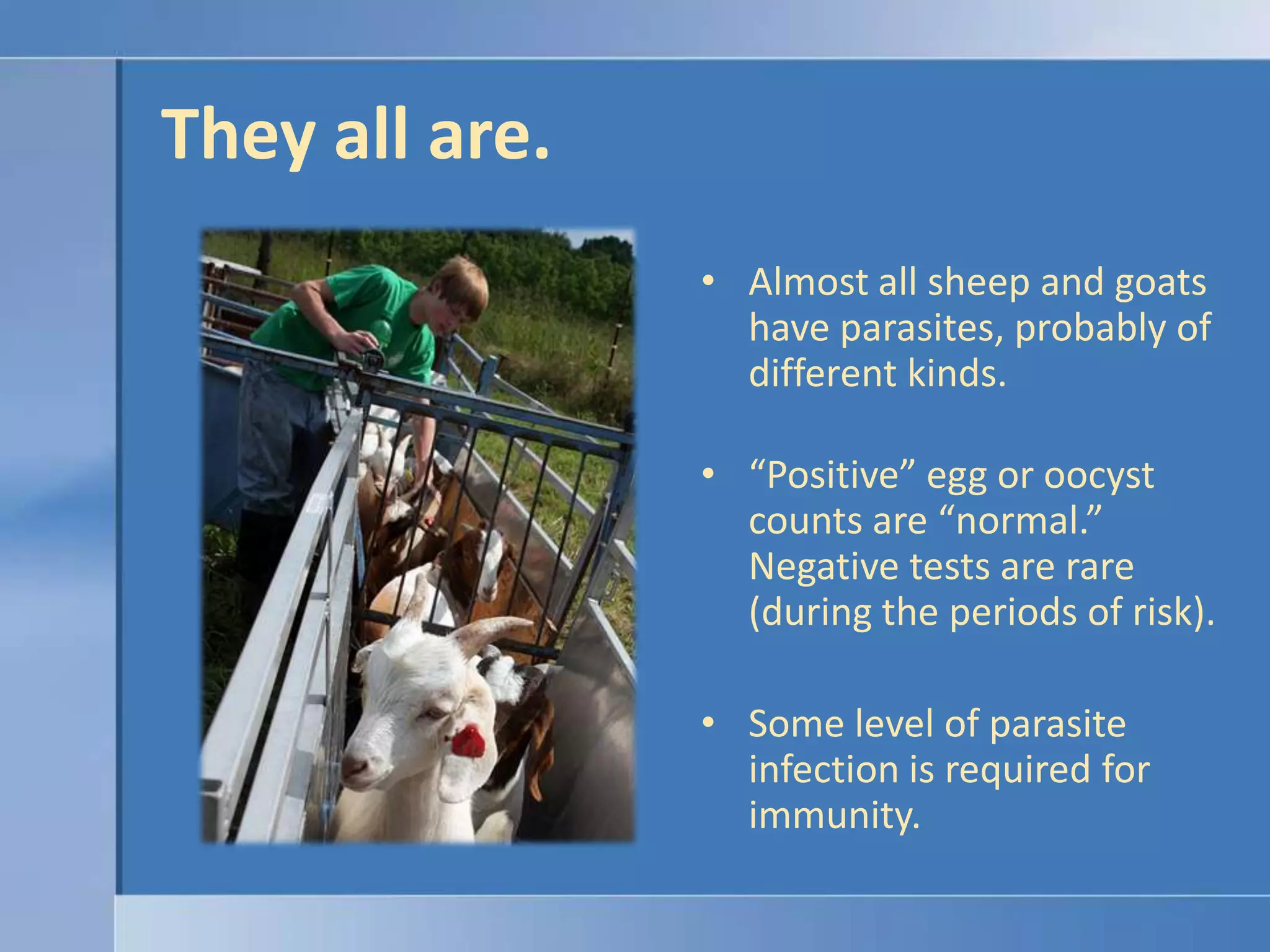 They all are.    Almost all sheep and goats have parasites, probably of different kinds.“Positive” egg or oocyst counts are “normal.”  Negative tests are rare (during the periods of risk).Some level of parasite infection is required for immunity.