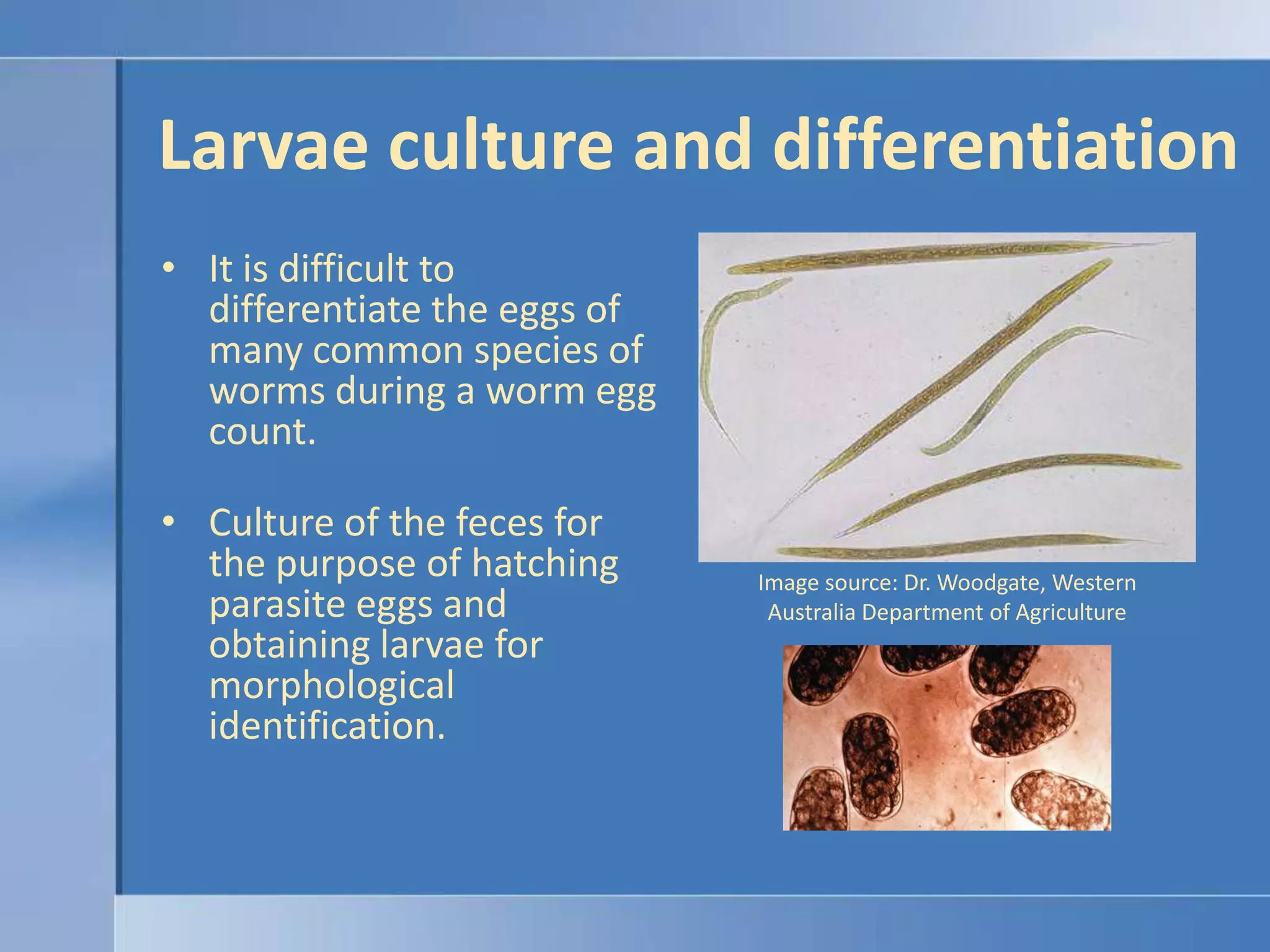 Larvae culture and differentiationIt is difficult to differentiate the eggs of many common species of worms during a worm egg count. Culture of the feces for the purpose of hatching parasite eggs and obtaining larvae for morphological identification.Image source: Dr. Woodgate, Western Australia Department of Agriculture