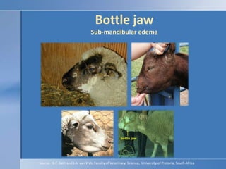 Bottle jawSub-mandibular edema<br />Source:  G.F. Bath and J.A. van Wyk, Faculty of Veterinary  Science,  University of Pr...