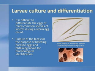 Larvae culture and differentiation<br />It is difficult to differentiate the eggs of many common species of worms during a...