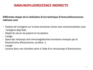 22
Différentes étapes de la réalisation d’une technique d’immunofluorescence
indirecte sont:
- Fixation de l’antigène sur la lame (certaines lames sont commercialisées avec
l’antigène déjà fixé)
- Dépôt du sérum du patient et incubation
- Lavage
- Ajout des anticorps anti-immunoglobulines humaines marqués par le
fluorochrome (fluoresceine, acridine…)
- Lavage
- Lecture dans une chambre noire à l’aide d’un microscope à fluorescence.
IMMUNOFLUORESCENCE INDIRECTE
 