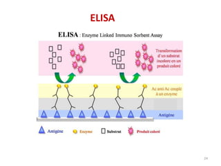 24
ELISA
 