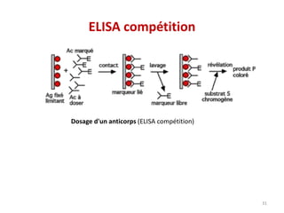 ELISA compétition
31
Dosage d'un anticorps (ELISA compétition)
 