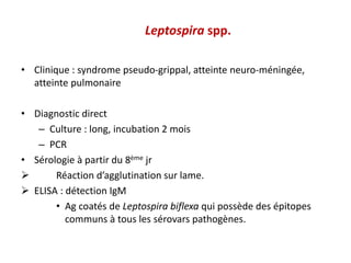 Leptospira spp.
• Clinique : syndrome pseudo-grippal, atteinte neuro-méningée,
atteinte pulmonaire
• Diagnostic direct
– Culture : long, incubation 2 mois
– PCR
• Sérologie à partir du 8ème jr
 Réaction d’agglutination sur lame.
 ELISA : détection IgM
• Ag coatés de Leptospira biflexa qui possède des épitopes
communs à tous les sérovars pathogènes.
 
