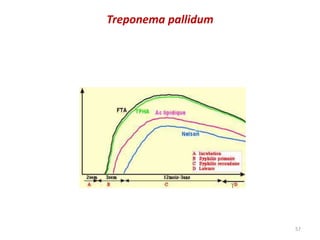 57
Treponema pallidum
 
