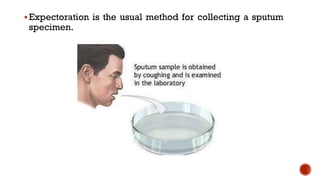 ▪Expectoration is the usual method for collecting a sputum
specimen.
 