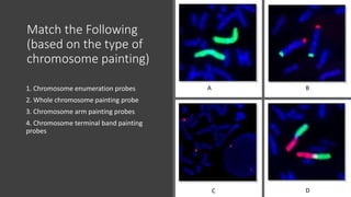 Match the Following
(based on the type of
chromosome painting)
1. Chromosome enumeration probes
2. Whole chromosome painting probe
3. Chromosome arm painting probes
4. Chromosome terminal band painting
probes
A B
C D
 