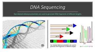 DNA Sequencing
Dye-labeled dideoxynucleotides are used to generate DNA fragments of different lengths
 