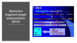Restriction
fragment length
polymorphism
(RFLP)
 