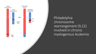 Philadelphia
chromosome
rearrangement (9,22)
involved in chronic
myelogenous leukemia
 