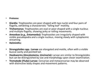 • Protozoa:
• Giardia: Trophozoites are pear-shaped with two nuclei and four pairs of
flagella, exhibiting a characteristic "falling leaf" motility.
• Trichomonas: Trophozoites are oval or pear-shaped with a single nucleus
and multiple flagella, showing jerky or rolling movements.
• Amoebae (e.g., Entamoeba): Trophozoites are irregularly shaped with
visible pseudopodia and a single nucleus, moving slowly with cytoplasmic
streaming.
• Helminths:
• Strongyloides spp.: Larvae are elongated and motile, often with a visible
buccal cavity and pointed tail.
• Hookworms (Ancylostoma, Uncinaria): Larvae are similar to Strongyloides
but can be distinguished by size and morphology upon closer examination.
• Trematode (Fluke) Larvae: Cercariae and metacercariae may be observed
with distinctive body shapes and movement patterns.
 