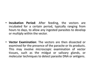 • Incubation Period: After feeding, the vectors are
incubated for a certain period, typically ranging from
hours to days, to allow any ingested parasites to develop
or multiply within the vector.
• Vector Examination: The vectors are then dissected or
examined for the presence of the parasite or its products.
This may involve microscopic examination of vector
tissues, such as the midgut or salivary glands, or
molecular techniques to detect parasite DNA or antigens.
 