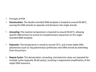 • Principle of PCR:
• Denaturation: The double-stranded DNA template is heated to around 94-98°C,
causing the DNA strands to separate and denature into single strands.
• Annealing: The reaction temperature is lowered to around 50-65°C, allowing
specific DNA primers to anneal to complementary sequences on the single-
stranded DNA template.
• Extension: The temperature is raised to around 72°C, and a heat-stable DNA
polymerase (such as Taq polymerase) synthesizes new DNA strands by extending
from the primers.
• Repeat Cycles: The denaturation, annealing, and extension steps are repeated for
multiple cycles (typically 20-40 cycles), resulting in exponential amplification of the
target DNA sequence.
 