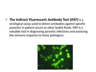 • The Indirect Fluorescent Antibody Test (IFAT) is a
serological assay used to detect antibodies against specific
parasites in patient serum or other bodily fluids. IFAT is a
valuable tool in diagnosing parasitic infections and assessing
the immune response to these pathogens.
 
