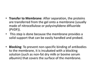 • Transfer to Membrane: After separation, the proteins
are transferred from the gel onto a membrane (usually
made of nitrocellulose or polyvinylidene difluoride
(PVDF)).
• This step is done because the membrane provides a
solid support that can be easily handled and probed.
• Blocking: To prevent non-specific binding of antibodies
to the membrane, it is incubated with a blocking
solution (such as non-fat dry milk or bovine serum
albumin) that covers the surface of the membrane.
 