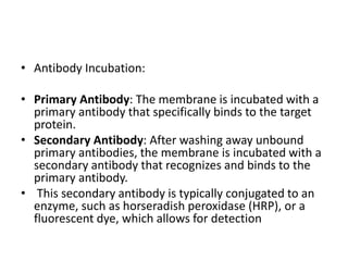 • Antibody Incubation:
• Primary Antibody: The membrane is incubated with a
primary antibody that specifically binds to the target
protein.
• Secondary Antibody: After washing away unbound
primary antibodies, the membrane is incubated with a
secondary antibody that recognizes and binds to the
primary antibody.
• This secondary antibody is typically conjugated to an
enzyme, such as horseradish peroxidase (HRP), or a
fluorescent dye, which allows for detection
 