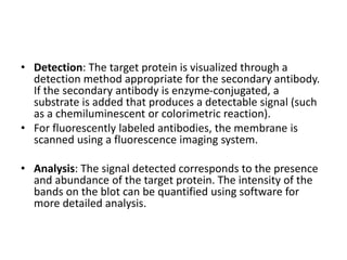 • Detection: The target protein is visualized through a
detection method appropriate for the secondary antibody.
If the secondary antibody is enzyme-conjugated, a
substrate is added that produces a detectable signal (such
as a chemiluminescent or colorimetric reaction).
• For fluorescently labeled antibodies, the membrane is
scanned using a fluorescence imaging system.
• Analysis: The signal detected corresponds to the presence
and abundance of the target protein. The intensity of the
bands on the blot can be quantified using software for
more detailed analysis.
 