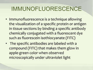 IMMUNOFLUORESCENCE
• Immunofluorescence is a technique allowing
the visualization of a specific protein or antigen
in tissue sections by binding a specific antibody
chemically conjugated with a fluorescent dye
such as fluorescein isothiocyanate (FITC)
• The specific antibodies are labeled with a
compound (FITC) that makes them glow in
apple-green color when observed
microscopically under ultraviolet light
 