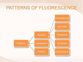 PATTERNS OF FLUORESCENCE
Patterns
Nuclear
Homogenous
Speckled
Peripheral
Nucleolar
Centromere
Cytoplasmic
Mitotic
 