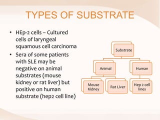 TYPES OF SUBSTRATE
• HEp-2 cells – Cultured
cells of laryngeal
squamous cell carcinoma
• Sera of some patients
with SLE may be
negative on animal
substrates (mouse
kidney or rat liver) but
positive on human
substrate (hep2 cell line)
Substrate
Animal
Mouse
Kidney
Rat Liver
Human
Hep 2 cell
lines
 