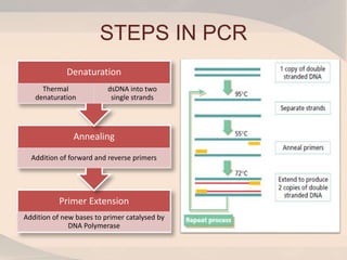 STEPS IN PCR
Primer Extension
Addition of new bases to primer catalysed by
DNA Polymerase
Annealing
Addition of forward and reverse primers
Denaturation
Thermal
denaturation
dsDNA into two
single strands
 