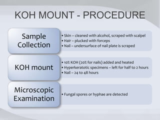 KOH MOUNT - PROCEDURE
•Skin – cleaned with alcohol, scraped with scalpel
•Hair – plucked with forceps
•Nail – undersurface of nail plate is scraped
Sample
Collection
•10% KOH (20% for nails) added and heated
•Hyperkeratotic specimens – left for half to 2 hours
•Nail – 24 to 48 hours
KOH mount
•Fungal spores or hyphae are detected
Microscopic
Examination
 