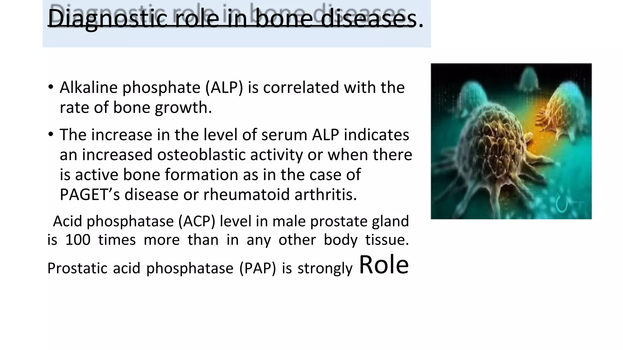 Diagnostic role in bone diseases.
• Alkaline phosphate (ALP) is correlated with the
rate of bone growth.
• The increase in the level of serum ALP indicates
an increased osteoblastic activity or when there
is active bone formation as in the case of
PAGET’s disease or rheumatoid arthritis.
Acid phosphatase (ACP) level in male prostate gland
is 100 times more than in any other body tissue.
Prostatic acid phosphatase (PAP) is strongly Role
 
