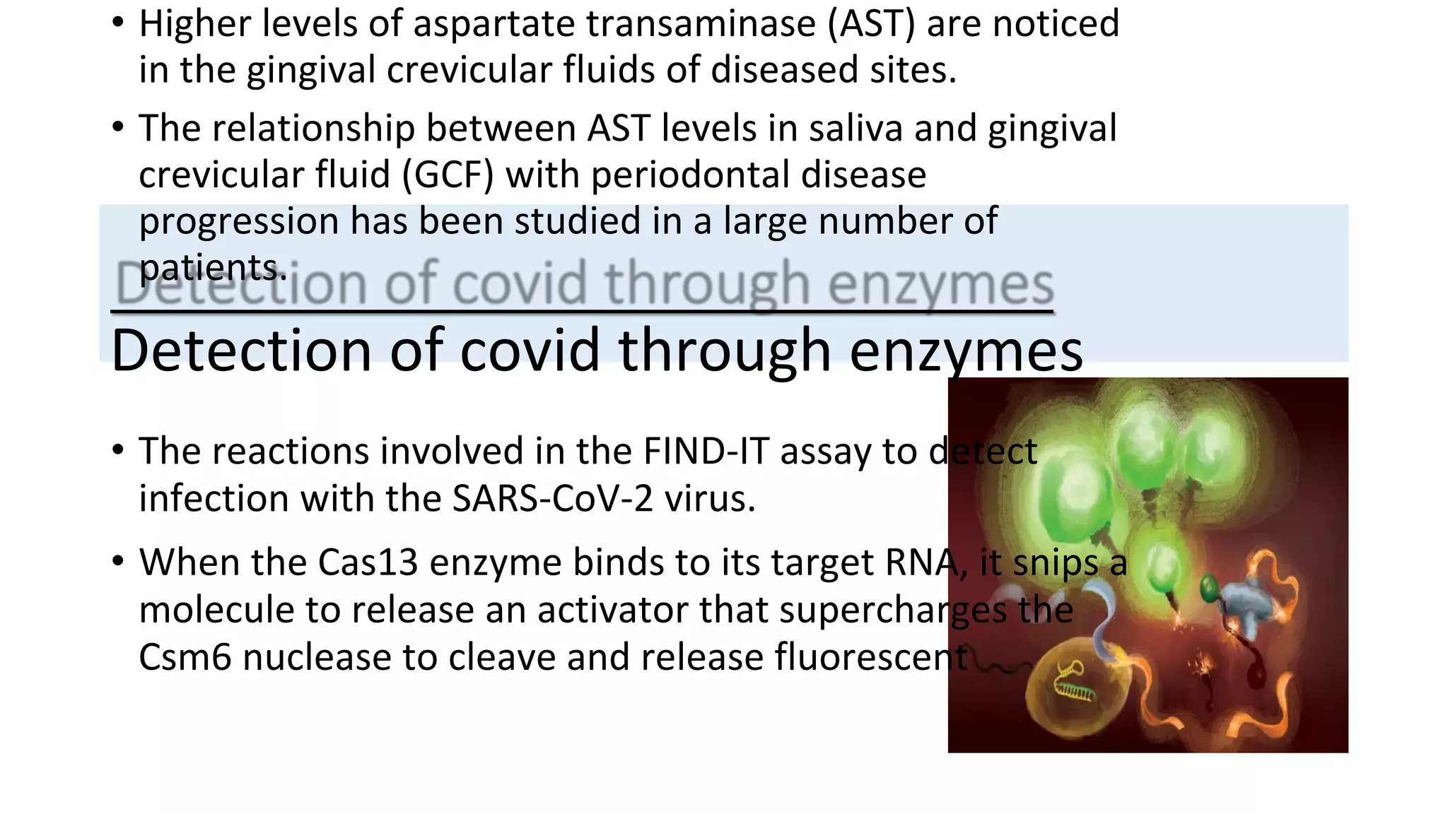 • Higher levels of aspartate transaminase (AST) are noticed
in the gingival crevicular fluids of diseased sites.
• The relationship between AST levels in saliva and gingival
crevicular fluid (GCF) with periodontal disease
progression has been studied in a large number of
patients.
Detection of covid through enzymes
• The reactions involved in the FIND-IT assay to detect
infection with the SARS-CoV-2 virus.
• When the Cas13 enzyme binds to its target RNA, it snips a
molecule to release an activator that supercharges the
Csm6 nuclease to cleave and release fluorescent
 