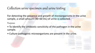 Collection urine specimen and urine testing
For detecting the presence and growth of microorganisms in the urine
sample, a small amount (30–60 mL) of urine is collected.
Purposes
• To identify the antibiotic sensitivity of the pathogen in the urine
sample.
• Culture pathogenic microorganisms are present in the urine.
 