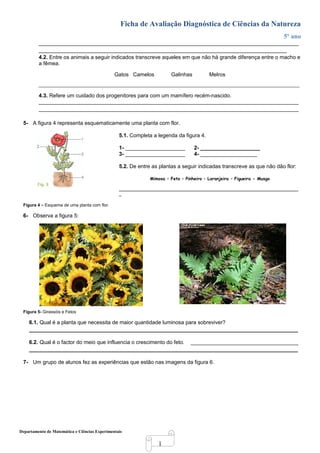 1
Ficha de Avaliação Diagnóstica de Ciências da Natureza
5º ano
_______________________________________________________________________________________
___________________________________________________________________________________
4.2. Entre os animais a seguir indicados transcreve aqueles em que não há grande diferença entre o macho e
a fêmea.
Gatos Camelos Galinhas Melros
_____________________________________________________________________________________________________________
4.3. Refere um cuidado dos progenitores para com um mamífero recém-nascido.
_______________________________________________________________________________________
_______________________________________________________________________________________
5- A figura 4 representa esquematicamente uma planta com flor.
5.1. Completa a legenda da figura 4.
1- ____________________ 2- ____________________
3- ____________________ 4- ___________________
5.2. De entre as plantas a seguir indicadas transcreve as que não dão flor:
Mimosa – Feto – Pinheiro – Laranjeira – Figueira - Musgo
___________________________________________________________________________
_
Figura 4 – Esquema de uma planta com flor.
6- Observa a figura 5:
Figura 5- Girassóis e Fetos
6.1. Qual é a planta que necessita de maior quantidade luminosa para sobreviver?
__________________________________________________________________________________________
6.2. Qual é o factor do meio que influencia o crescimento do feto. ____________________________________
__________________________________________________________________________________________
7- Um grupo de alunos fez as experiências que estão nas imagens da figura 6.
Departamento de Matemática e Ciências Experimentais
 