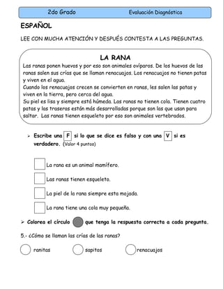 2do Grado Evaluación Diagnóstica
ESPAÑOL
LEE CON MUCHA ATENCIÓN Y DESPUÉS CONTESTA A LAS PREGUNTAS.
 Escribe una F si lo que se dice es falso y con una V si es
verdadero. (Valor 4 puntos)
La rana es un animal mamífero.
Las ranas tienen esqueleto.
La piel de la rana siempre esta mojada.
La rana tiene una cola muy pequeña.
 Colorea el círculo que tenga la respuesta correcta a cada pregunta.
5.- ¿Cómo se llaman las crías de las ranas?
ranitas sapitos renacuajos
LA RANA
Las ranas ponen huevos y por eso son animales ovíparos. De los huevos de las
ranas salen sus crías que se llaman renacuajos. Los renacuajos no tienen patas
y viven en el agua.
Cuando los renacuajos crecen se convierten en ranas, les salen las patas y
viven en la tierra, pero cerca del agua.
Su piel es lisa y siempre está húmeda. Las ranas no tienen cola. Tienen cuatro
patas y las traseras están más desarrolladas porque son las que usan para
saltar. Las ranas tienen esqueleto por eso son animales vertebrados.
 