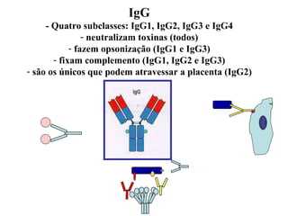 IgG - Quatro subclasses: IgG1, IgG2, IgG3 e IgG4 neutralizam toxinas (todos) fazem opsonização (IgG1 e IgG3) fixam complemento (IgG1, IgG2 e IgG3) são os únicos que podem atravessar a placenta (IgG2) 