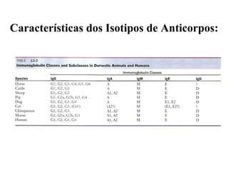 Características dos Isotipos de Anticorpos: 