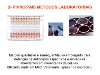 2- PRINCIPAIS MÉTODOS LABORATORIAIS Método qualitativo e semi-quantitativo empregado para detecção de anticorpos específicos e moléculas abundantes em membranas de células. Utilizado ainda em Med. Veterinária, apesar de impreciso. 