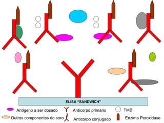 Outros componentes do soro ELISA “SANDWICH” Antígeno a ser dosado Anticorpo primário Anticorpo conjugado TMB Enzima Peroxidase 