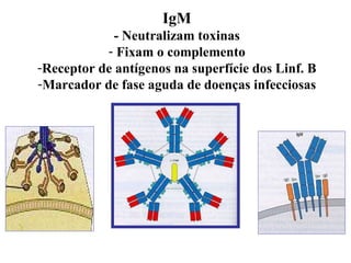 IgM - Neutralizam toxinas Fixam o complemento Receptor de antígenos na superfície dos Linf. B Marcador de fase aguda de doenças infecciosas 