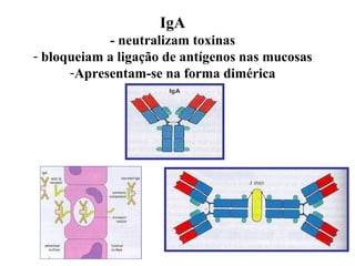 IgA - neutralizam toxinas bloqueiam a ligação de antígenos nas mucosas Apresentam-se na forma dimérica 