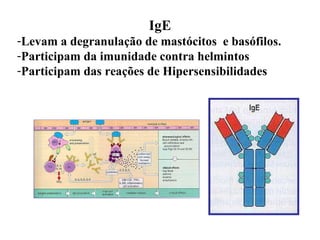 IgE Levam a degranulação de mastócitos  e basófilos. Participam da imunidade contra helmintos Participam das reações de Hipersensibilidades 