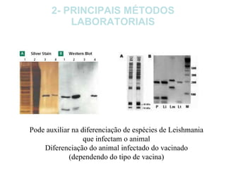 2- PRINCIPAIS MÉTODOS LABORATORIAIS 2.7- Western-Blot: Pode auxiliar na diferenciação de espécies de Leishmania que infectam o animal Diferenciação do animal infectado do vacinado (dependendo do tipo de vacina) 