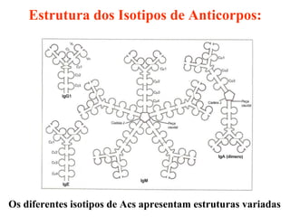 Estrutura dos Isotipos de Anticorpos: Os diferentes isotipos de Acs apresentam estruturas variadas 