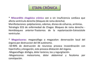 ETAPA CRÓNICA
* Miocarditis chagásica crónica con o sin insuficiencia cardíaca que
afecta ventrículo derecho (bloqueo de rama derecha).
Manifestaciones: palpitaciones, edemas, disnea de esfuerzo, arritmias.
Tetralogía ECG de enfermedad de Chagas: Bloqueo de rama derecha -
Hemibloqueo anterior-Trastornos de la repolarización-Extrasístole
ventricular.
* Megavísceras: megaesófago o megacolon: denervación local del
órgano por destruccion del SN autónomo.
-50-90% de destrucción de neuronas provoca incoordinación con
hipertrofia y elongación, esto provoca dilatación del órgano.
-Megaesófago: disfagia, dolor torácico, tos y regurgitación.
-Megavisceras: meteorismo, dolor abdominal y fecaloma por
constipación.
 