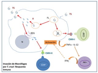 N
FL
REG
TS
TS
A
CMH-II
CMH-I
CD4+
CD8+
TNF - IL-12
NK+
IFN
Activación
Invasión de Macrófagos
por T. cruzi- Respuesta
Inmune
 