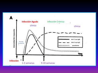 Infección Aguda Infección Crónica
Intensidadderespuesta
clínica clínica
Anti-T.cruzi IgM
Anti-T.cruzi IgG
parasitemia
Período
incubación
Infección
1-2 semanas 9-10 semanas
 