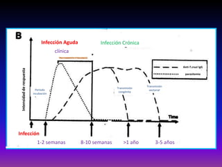 Infección Aguda Infección Crónica
clínica
Período
incubación
Transmisión
congénita
Transmisión
vectorial
Infección
Intensidadderespuesta
TRATAMIENTO ETIOLOGICO
1-2 semanas 8-10 semanas >1 año 3-5 años
Anti-T.cruzi IgG
parasitemia
 