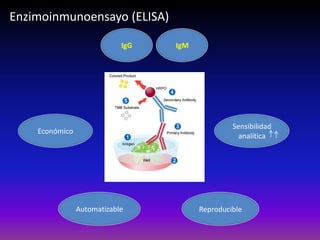 IgG IgM
Sensibilidad
analítica
Económico
Automatizable Reproducible
Enzimoinmunoensayo (ELISA)
 