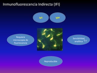 IgG IgM
Sensibilidad
analítica
Reproducible
Requiere
microscopía de
fluorescencia
Inmunofluorescencia Indirecta (IFI)
 