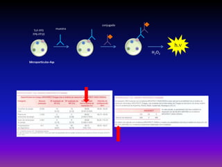 h.
H2O2
Micropartículas-Ags
TcF-FP3
FP6-FP10
muestra
conjugado
 